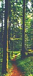 Waldweg
