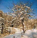 Winter im Obergie�